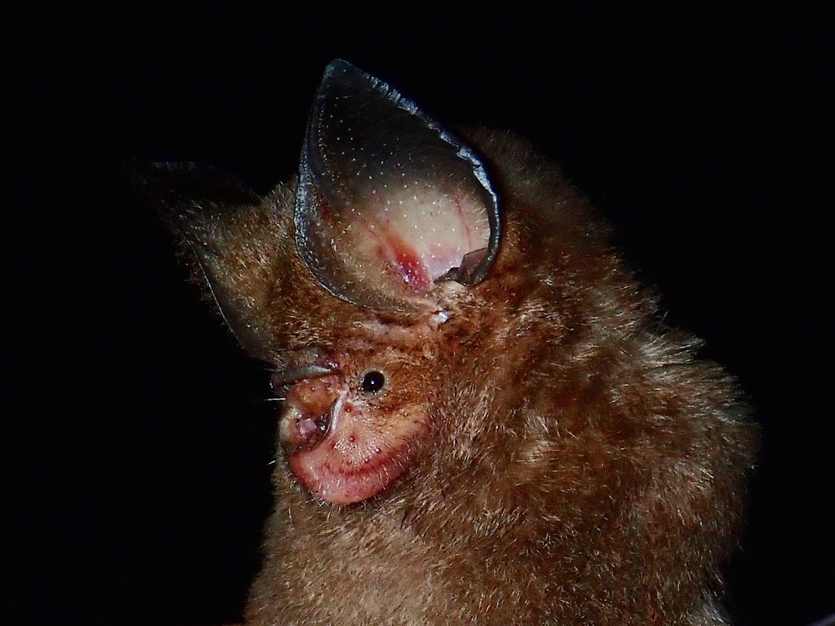 Dayak Leaf-nosed Bat