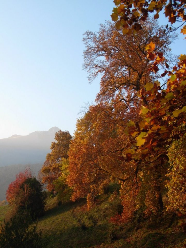 Giallo D'autunno di lorenzomic