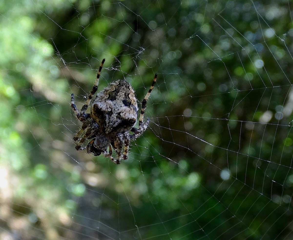 Araneid spider