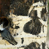 White Breasted Nuthatch