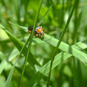 rhagonycha mollis