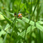 rhagonycha mollis