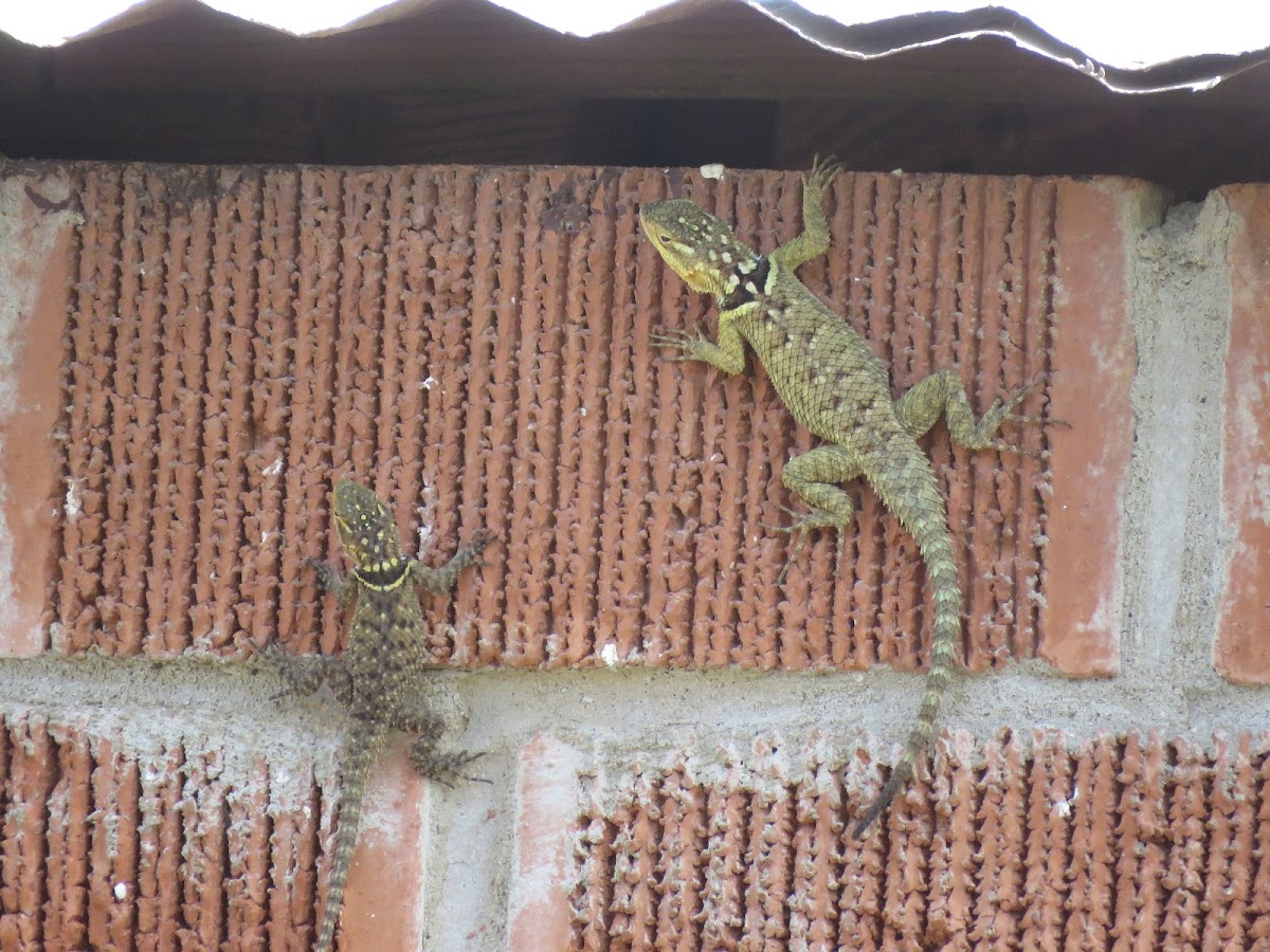 Blue Spiny Lizard