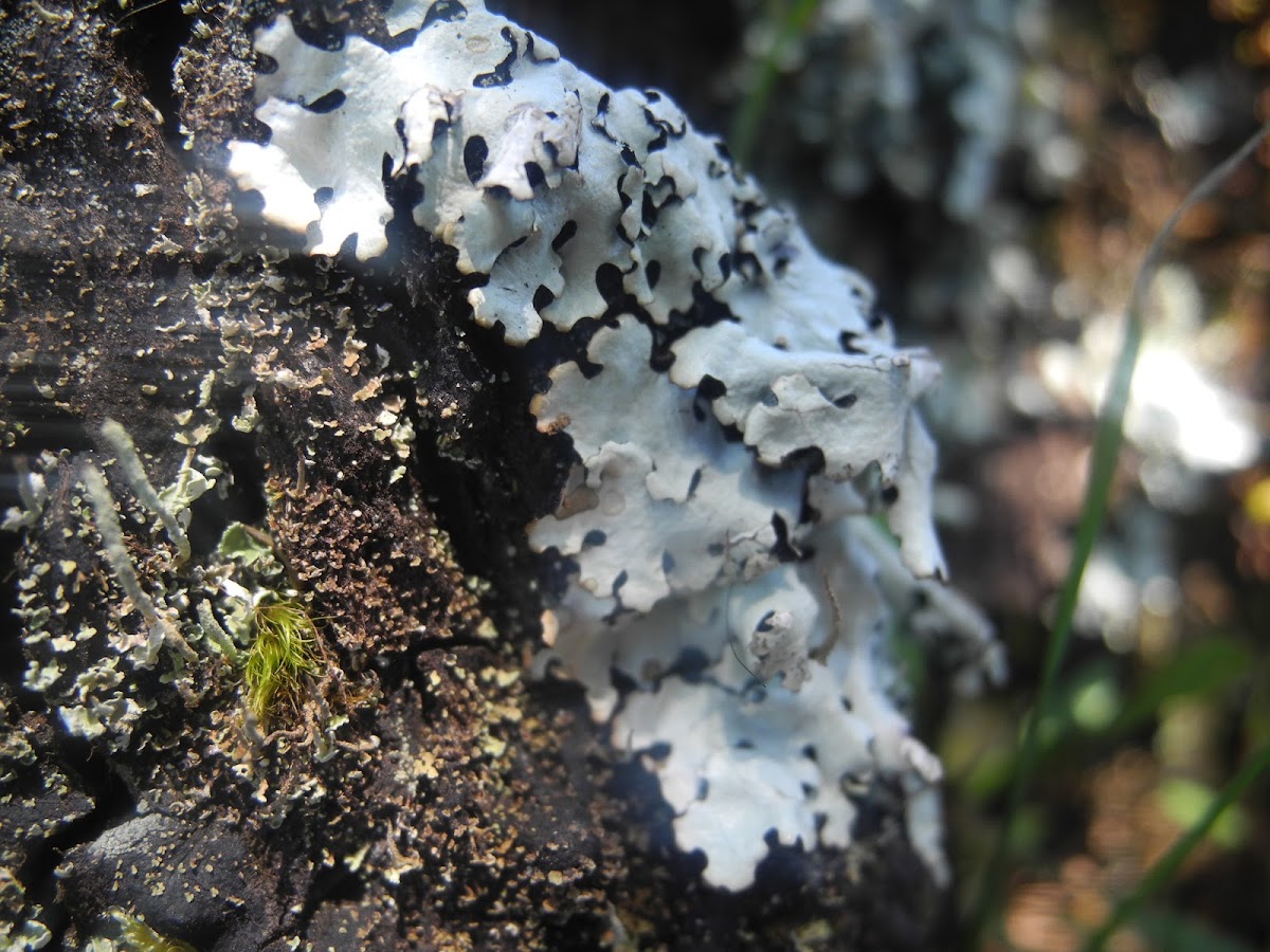 Lichen