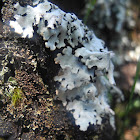 Lichen