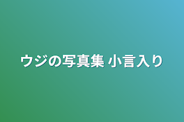 ウジの写真集  小言入り