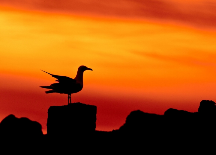 Il guardiano di terra, mare e cielo di Andrea Izzotti