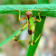 Gum leaf katydid nymph