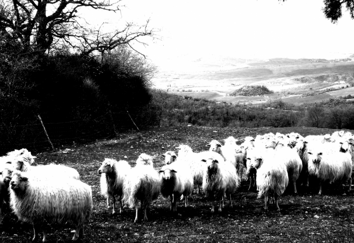 La campagna...metafora di vita.. di Serenella