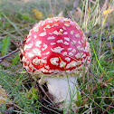 Fly agaric