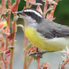 Cambacica or Bananaquit