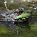 Northern Green Frog