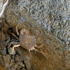 Freshwater Crab