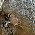 Freshwater Crab