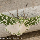 Serrated Emerald