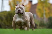 A North West man was mauled to death by two pit bulls at a tavern on Saturday. Stock pic