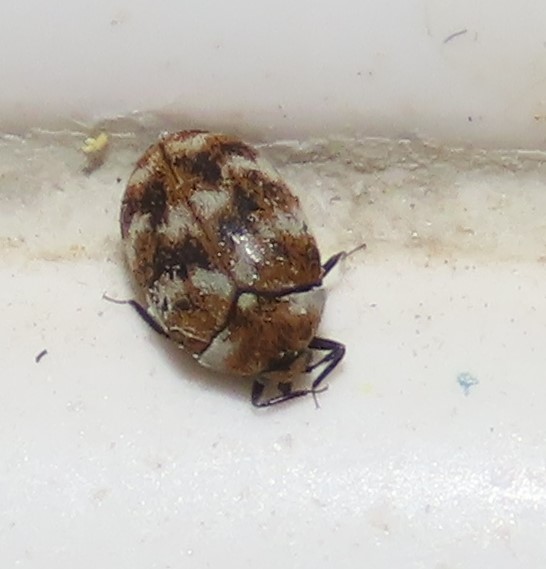 Varied Carpet Beetle