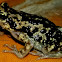 Termite nest frog