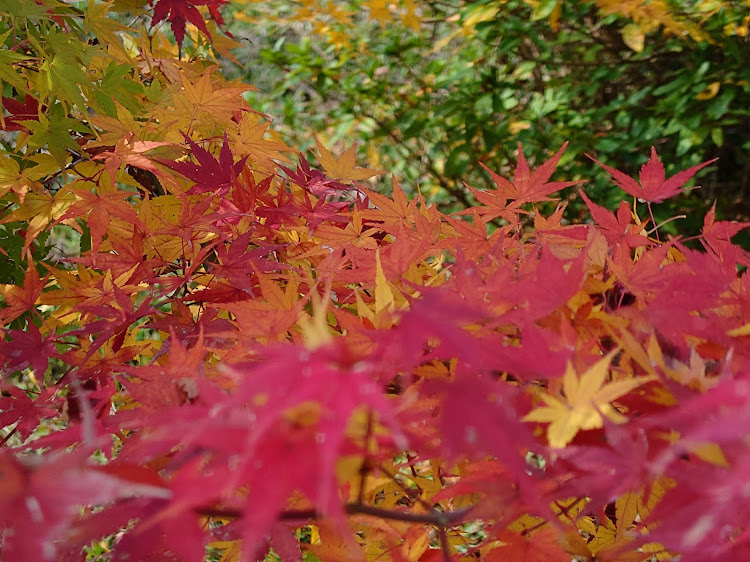 の投稿画像3枚目