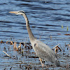 Great Blue Heron