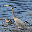 Great Blue Heron