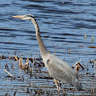 Great Blue Heron