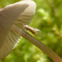 Psyllid on a Mushroom