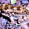 Leptodactylus troglodytes