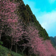 山上人家森林農場