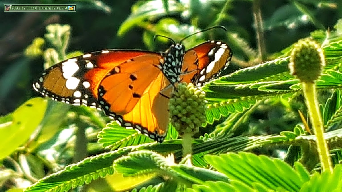 Plain tiger, African queen, African monarch