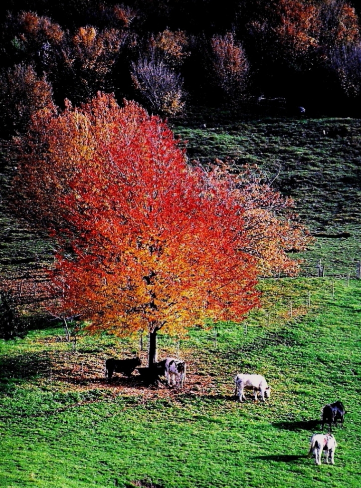 Autunno arancione di paolo-spagg