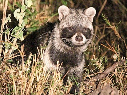 African Civet Live Wallpaper Screenshots 7