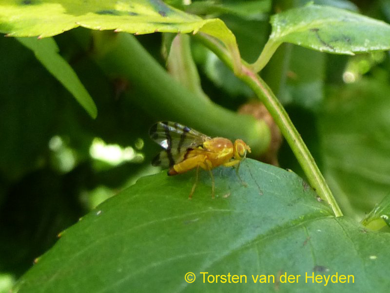 Rose Hip Fly