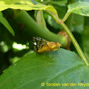 Rose Hip Fly