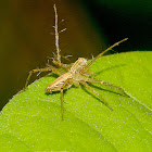 Lynx Spider