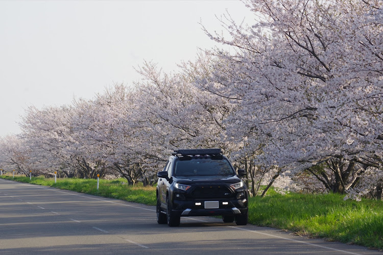 RAV4の桜とコラボ・サクラと愛車・rav4adventure・フォロー&いいね&コメントありがとうございますに関するカスタム事例の投稿画像2枚目