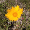 Lance-leaved Coreopsis