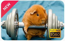 Guinea Pig Wallpapers and New Tab small promo image