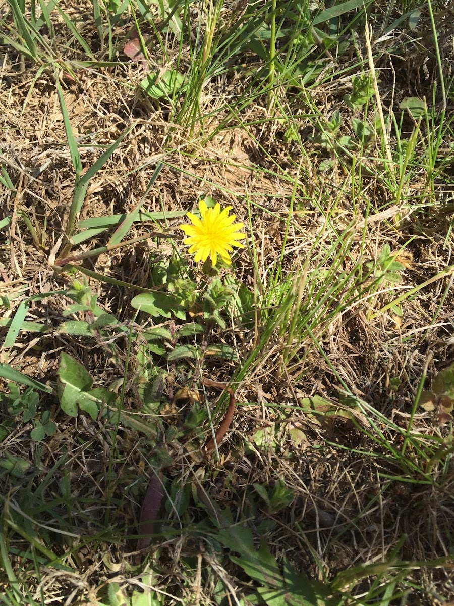 Dandelion