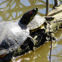 Red Eared Slider