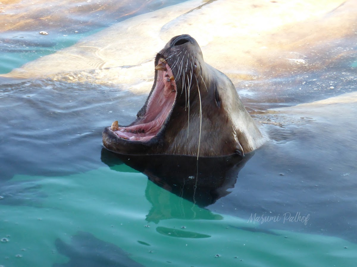 Steller Sea lion