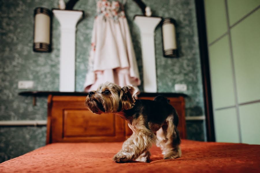 Fotógrafo de casamento Irina Shkura (irashkura). Foto de 19 de junho 2019