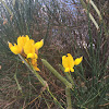 Spanish broom