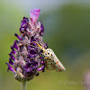 Crimson Speckled Moth