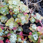 Broadleaf stonecrop