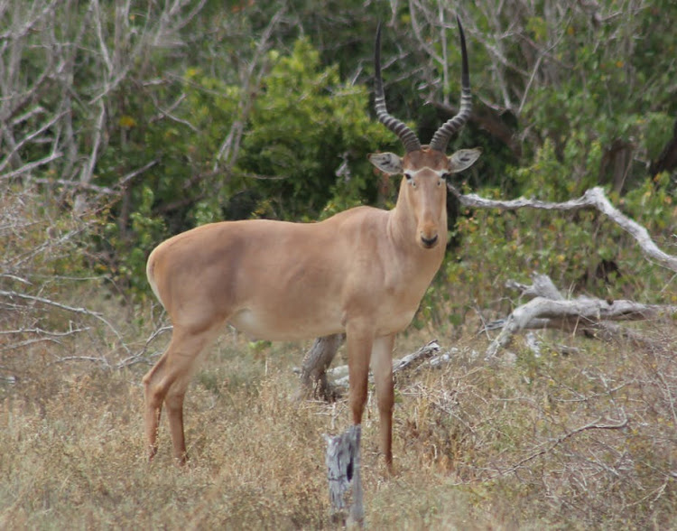 The Hirola