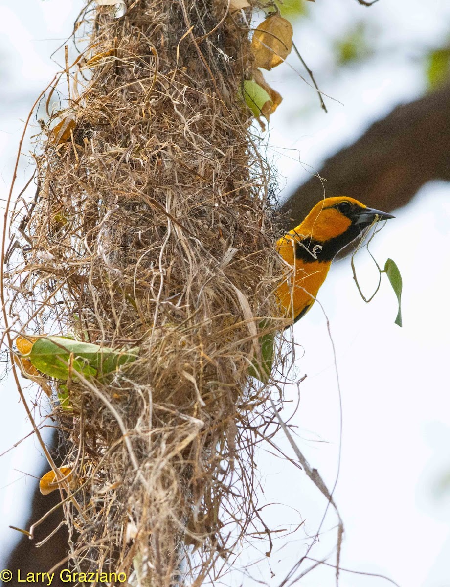 Streak-backed Oriole