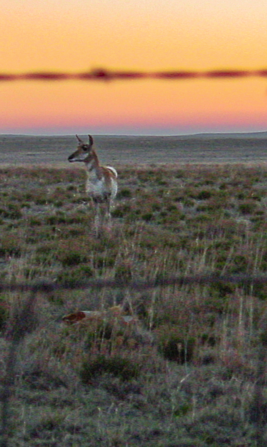 A single pronghorn is viewed through a fence with the sunrise in the background. 