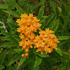 Butterfly Milkweed