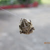 Orb Weaver Spider